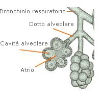 immagine alveoli