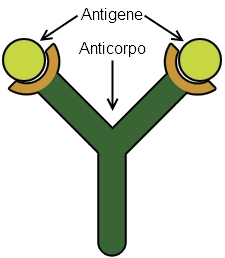Antigene
